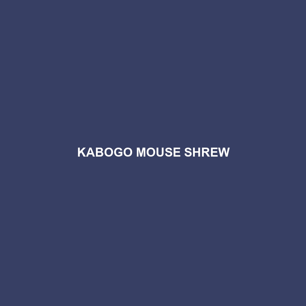 Kabogo Mouse Shrew