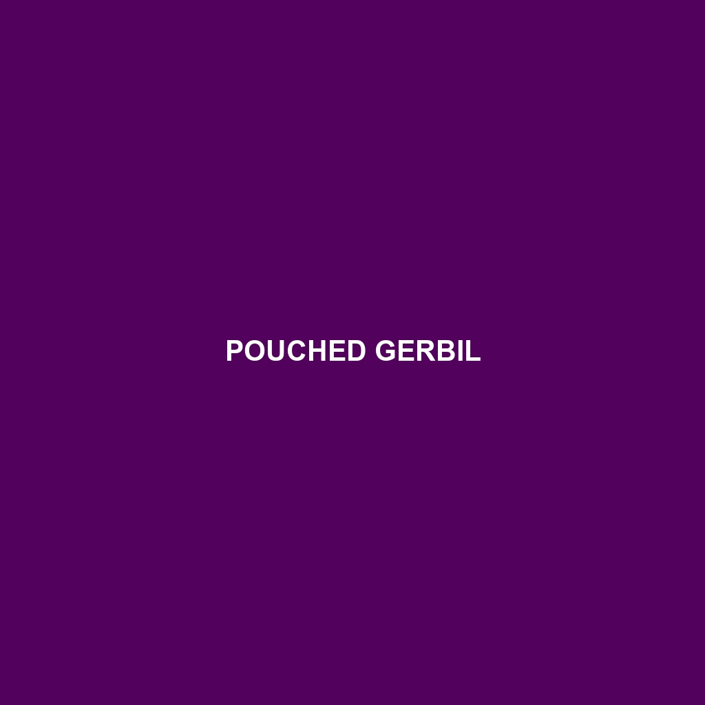 Pouched Gerbil