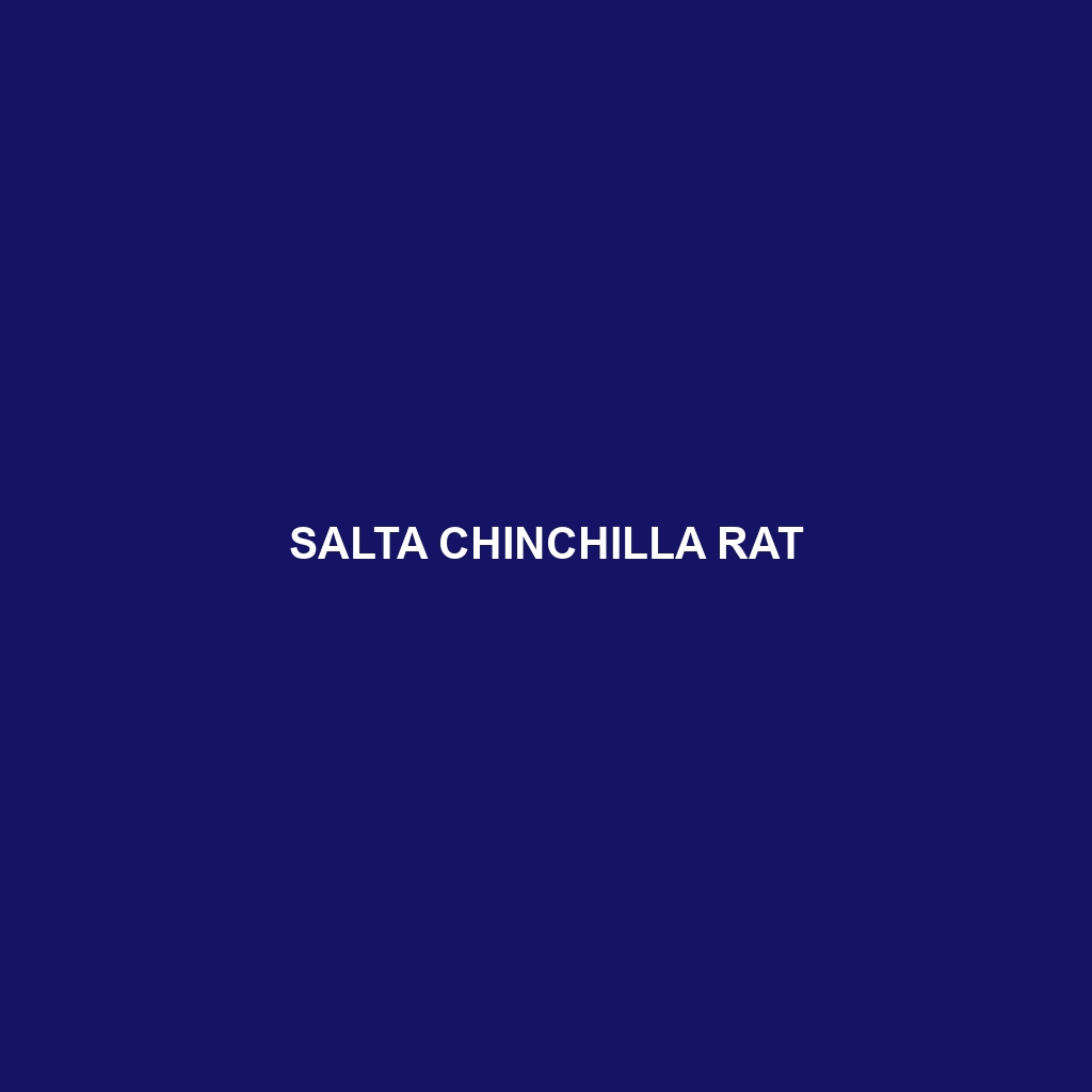 Salta Chinchilla Rat