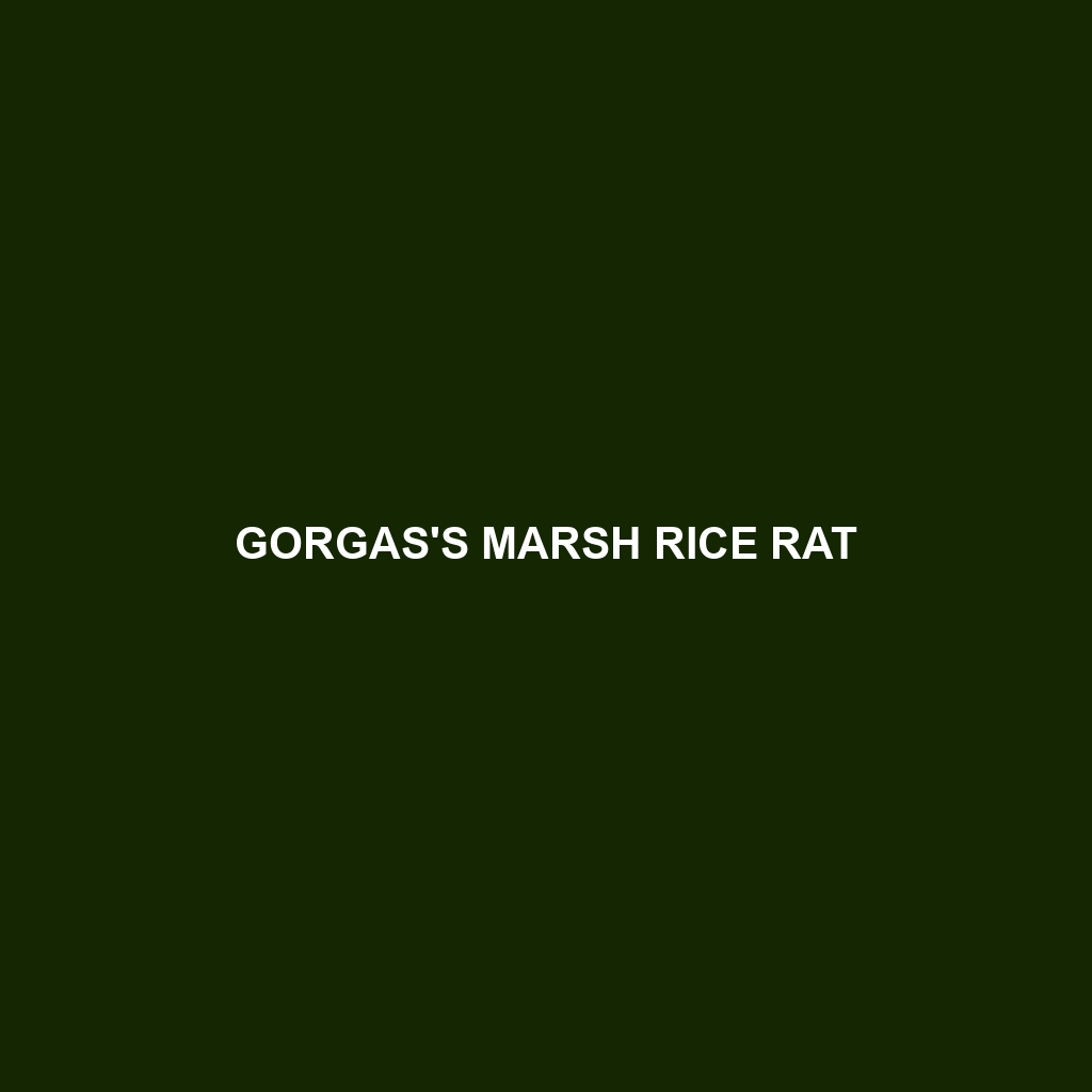 Gorgas's Marsh Rice Rat