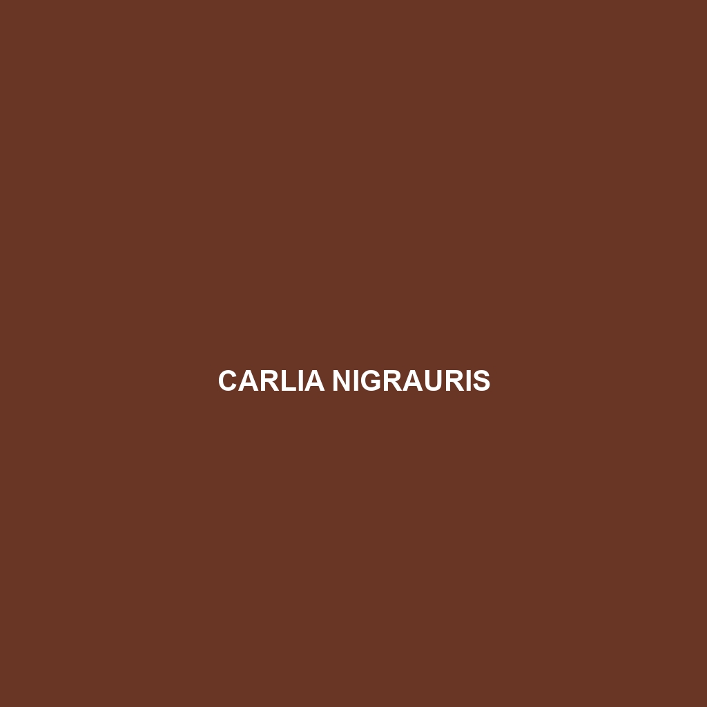 Carlia nigrauris