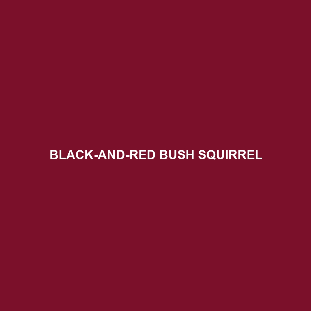 Black-and-red Bush Squirrel