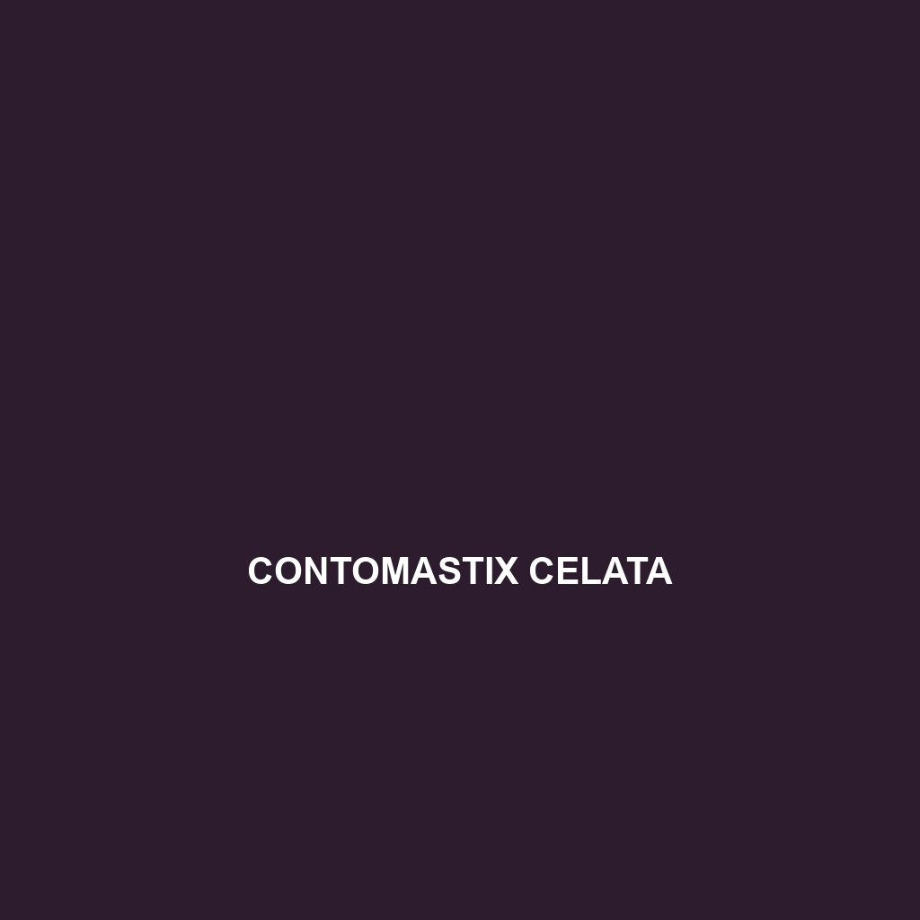 Contomastix celata