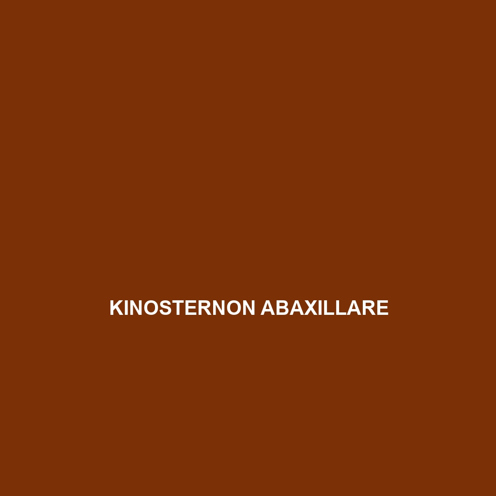 Kinosternon abaxillare