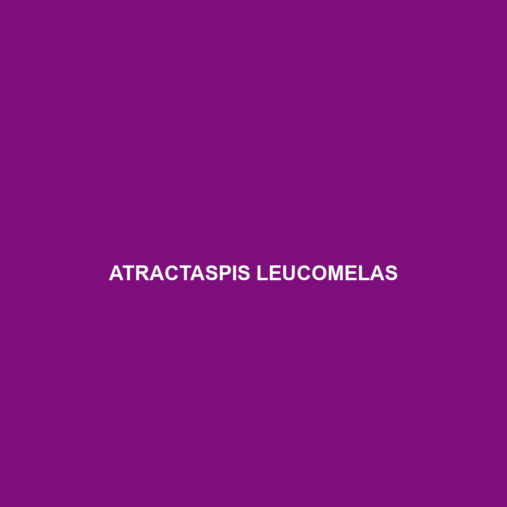 Atractaspis leucomelas