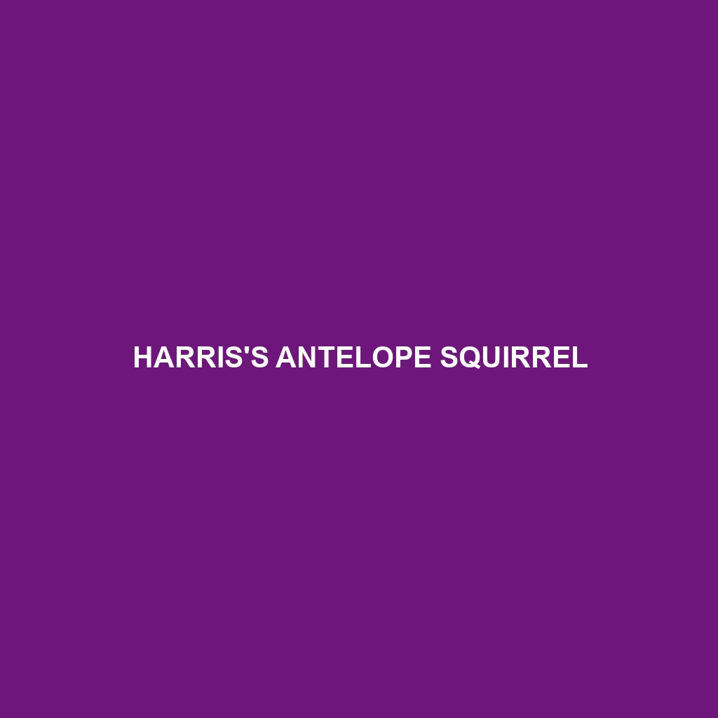 Harris's Antelope Squirrel