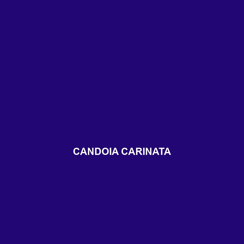 Candoia carinata