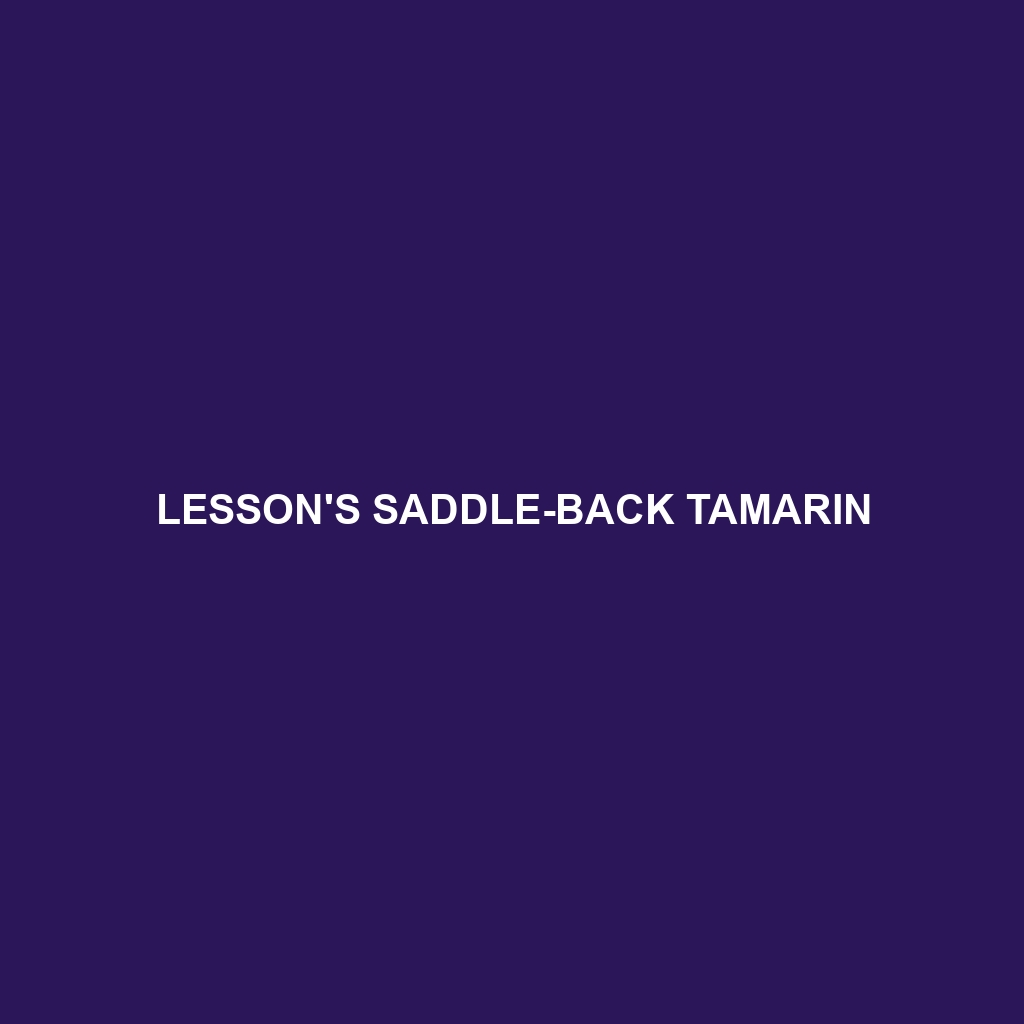 Lesson's Saddle-back Tamarin