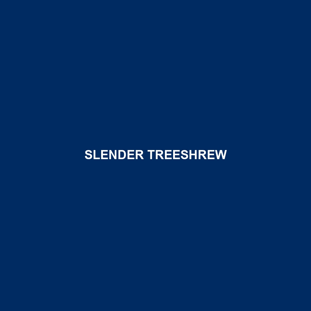 Slender Treeshrew