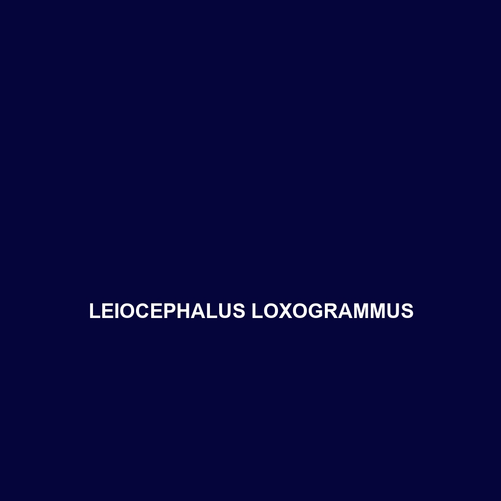 Leiocephalus loxogrammus