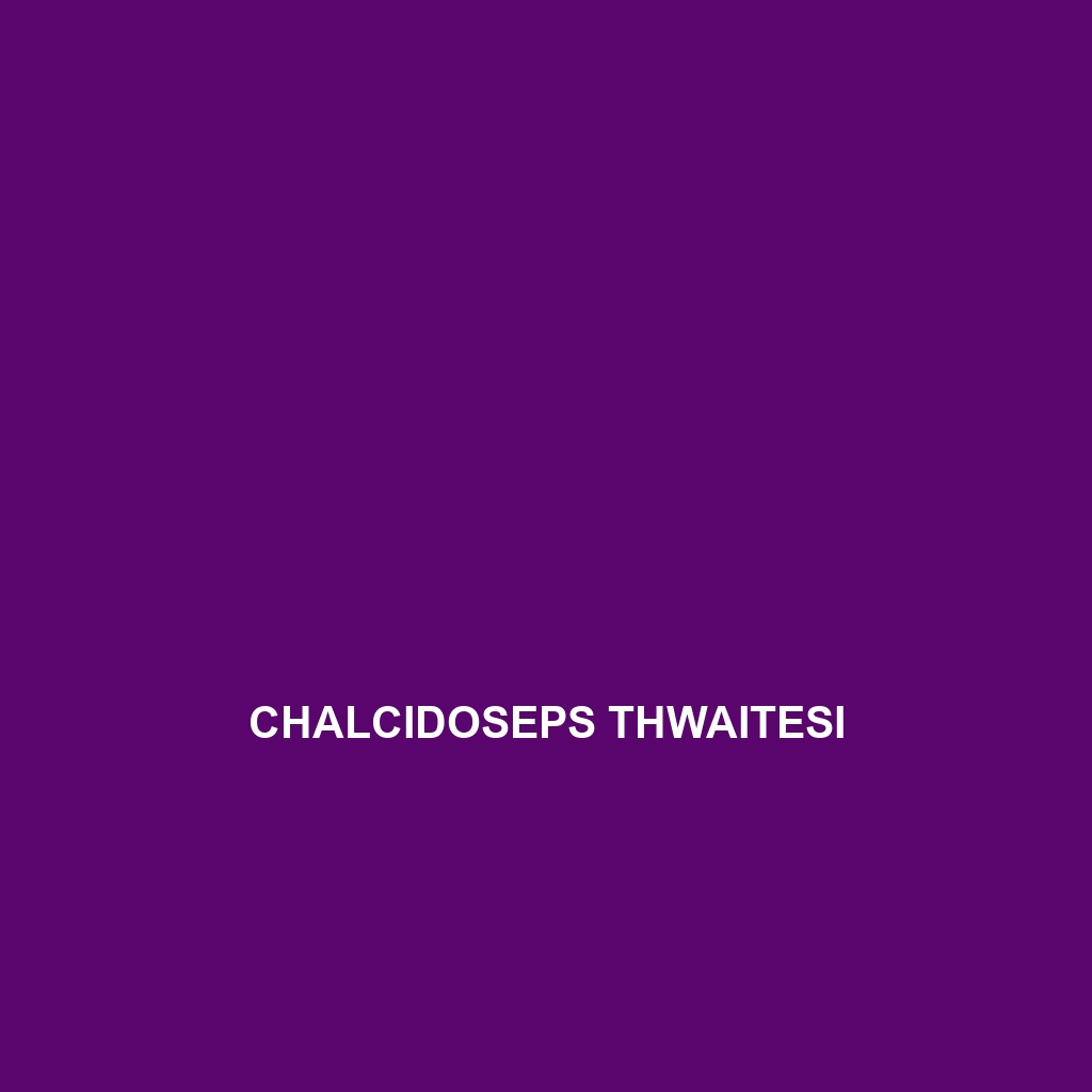 Chalcidoseps thwaitesi