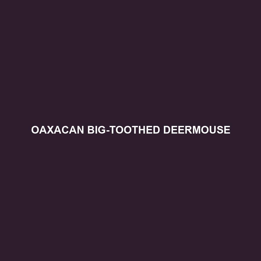 Oaxacan Big-toothed Deermouse