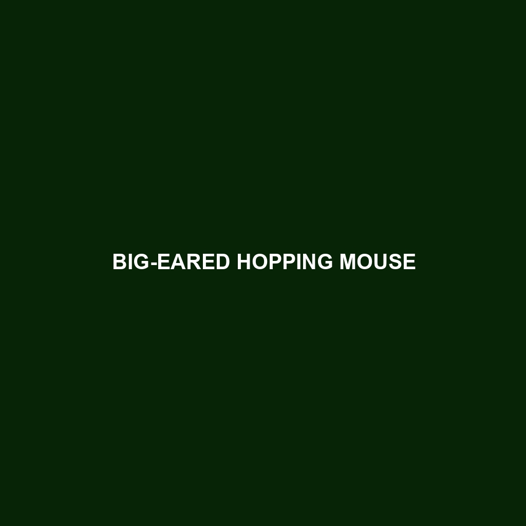 Big-eared Hopping Mouse