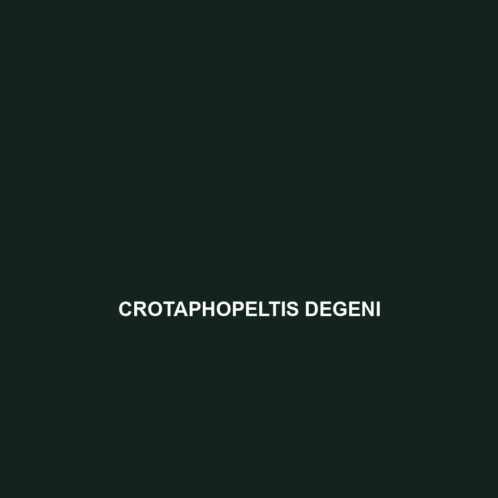 Crotaphopeltis degeni