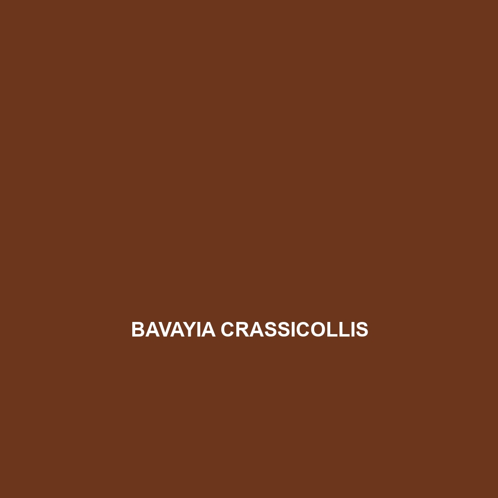 Bavayia crassicollis