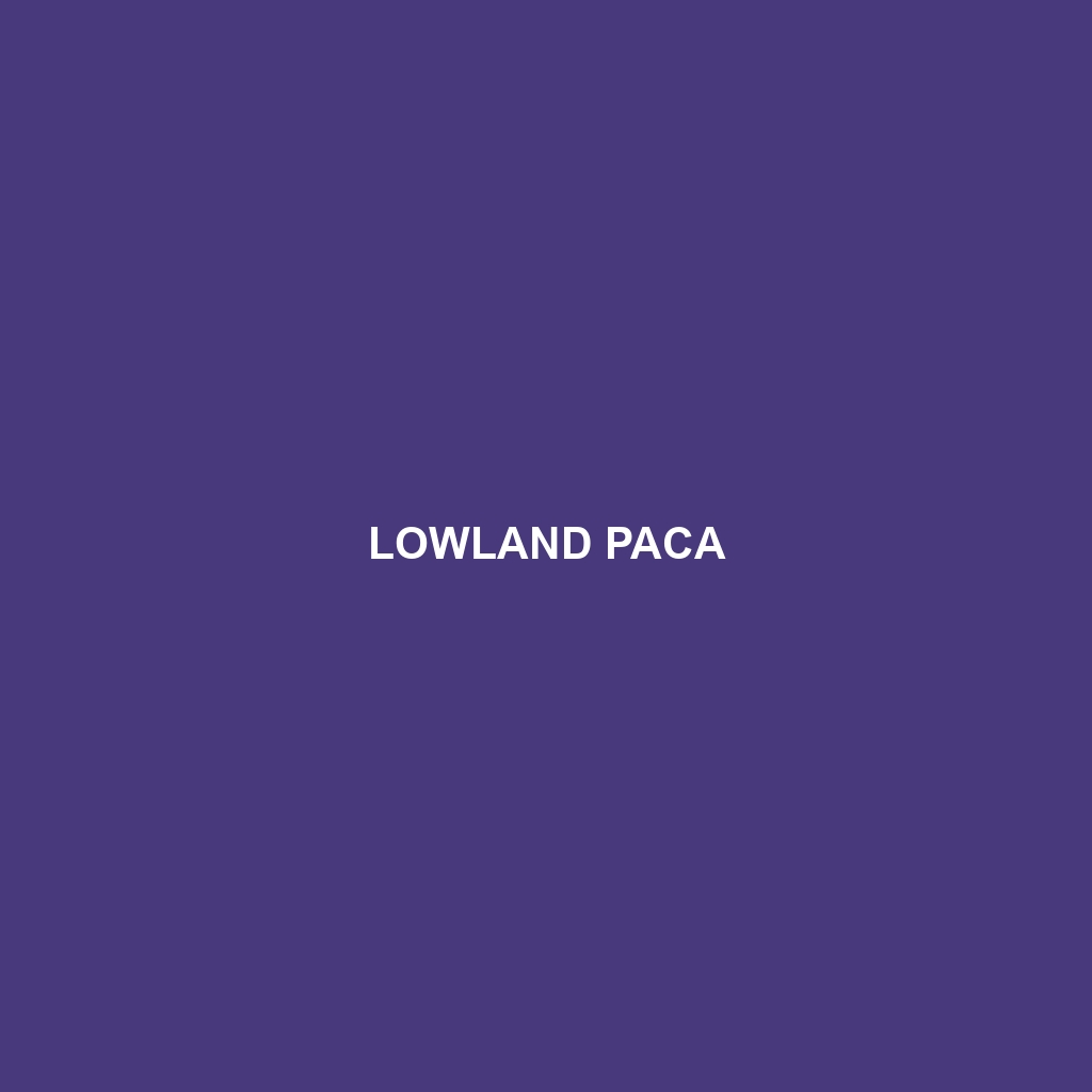 Lowland Paca