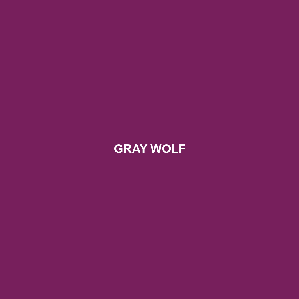 Gray Wolf