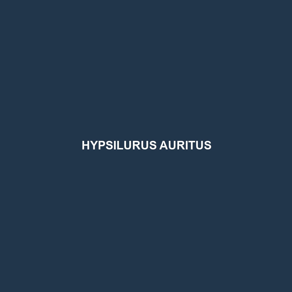 Hypsilurus auritus