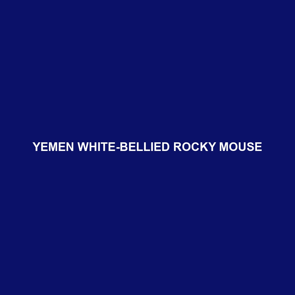 Yemen White-bellied Rocky Mouse