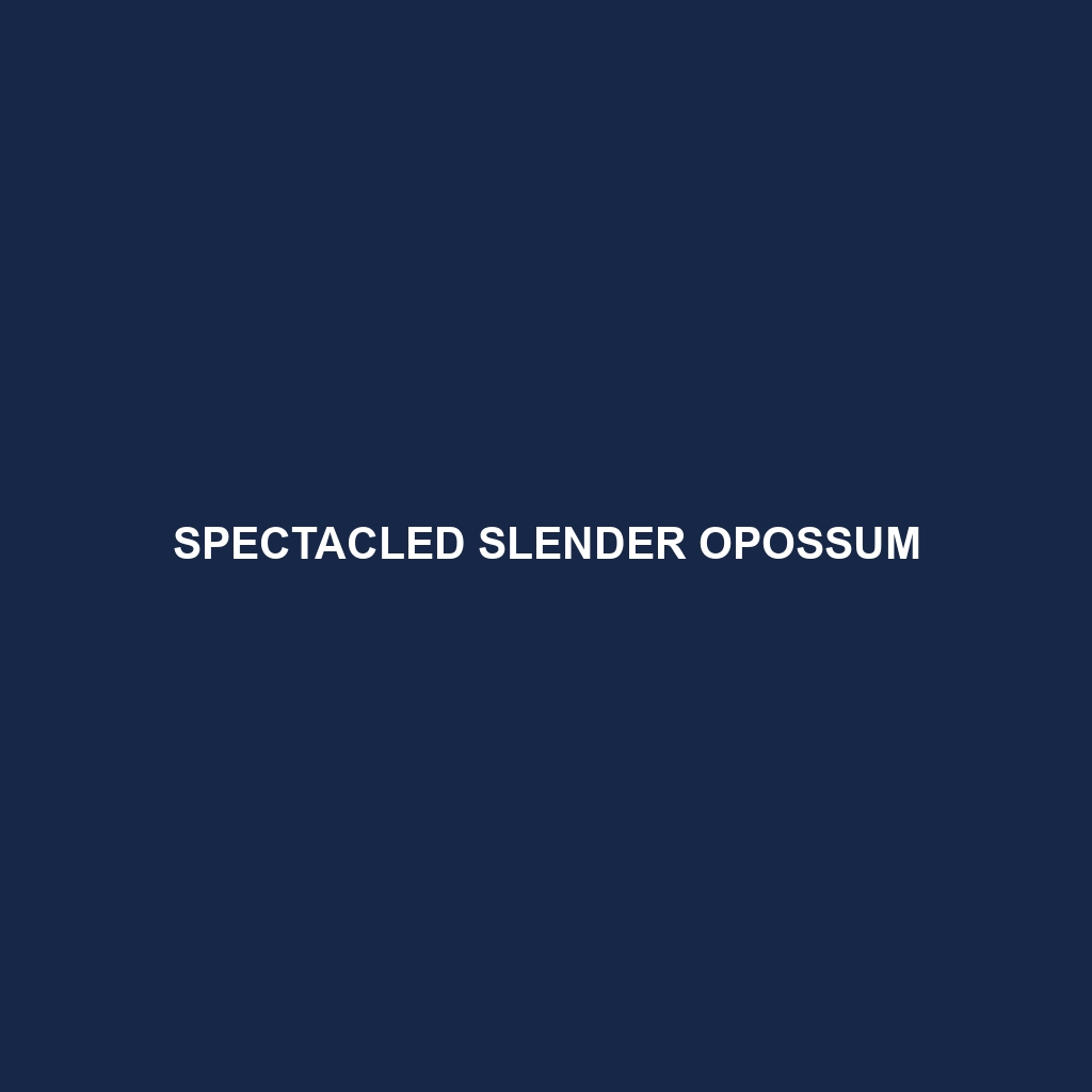 Spectacled Slender Opossum