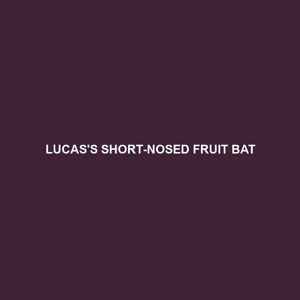 Lucas's Short-nosed Fruit Bat