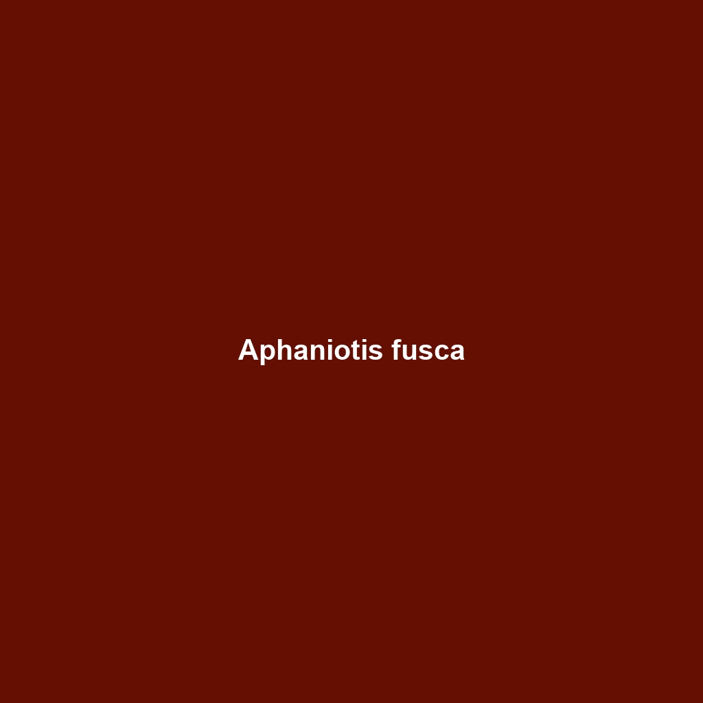 Aphaniotis fusca