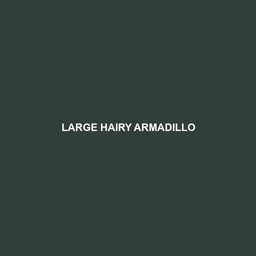 Large Hairy Armadillo