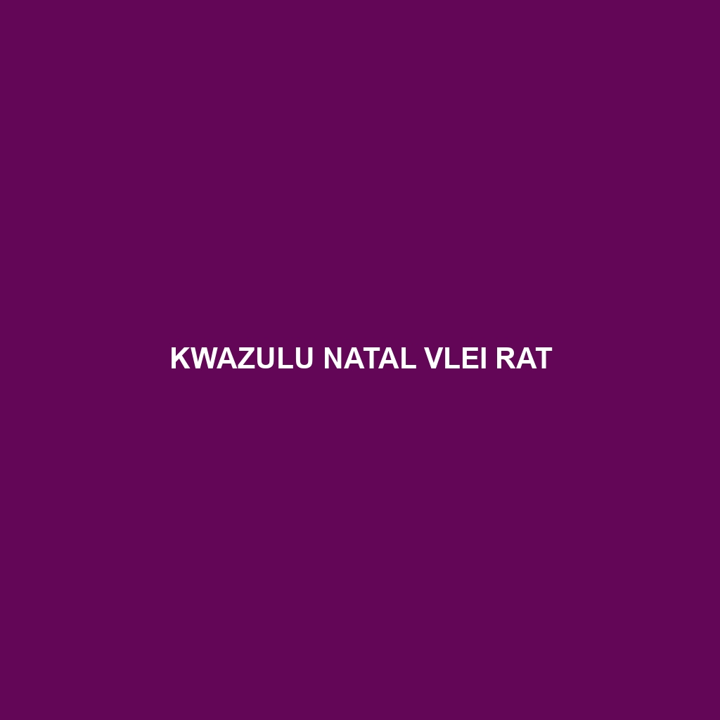 KwaZulu Natal Vlei Rat