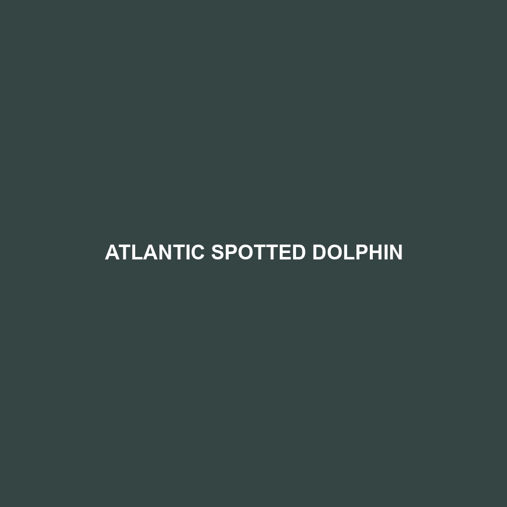 Atlantic Spotted Dolphin