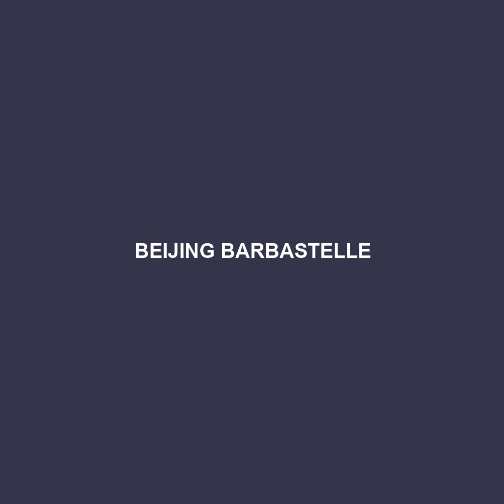 Beijing Barbastelle