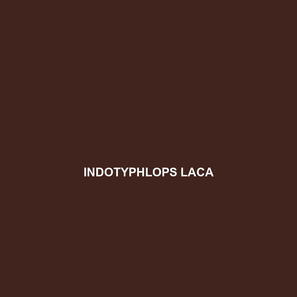 Indotyphlops laca