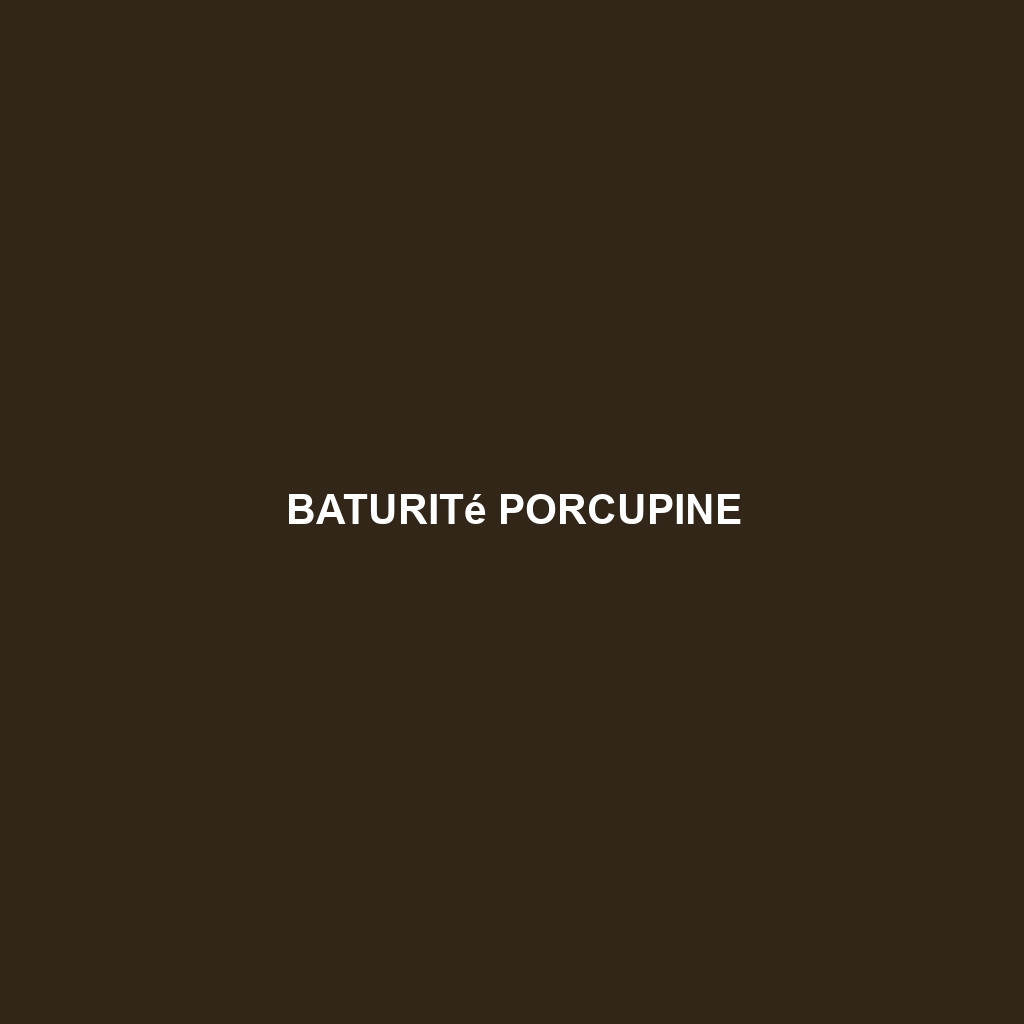 Baturité Porcupine