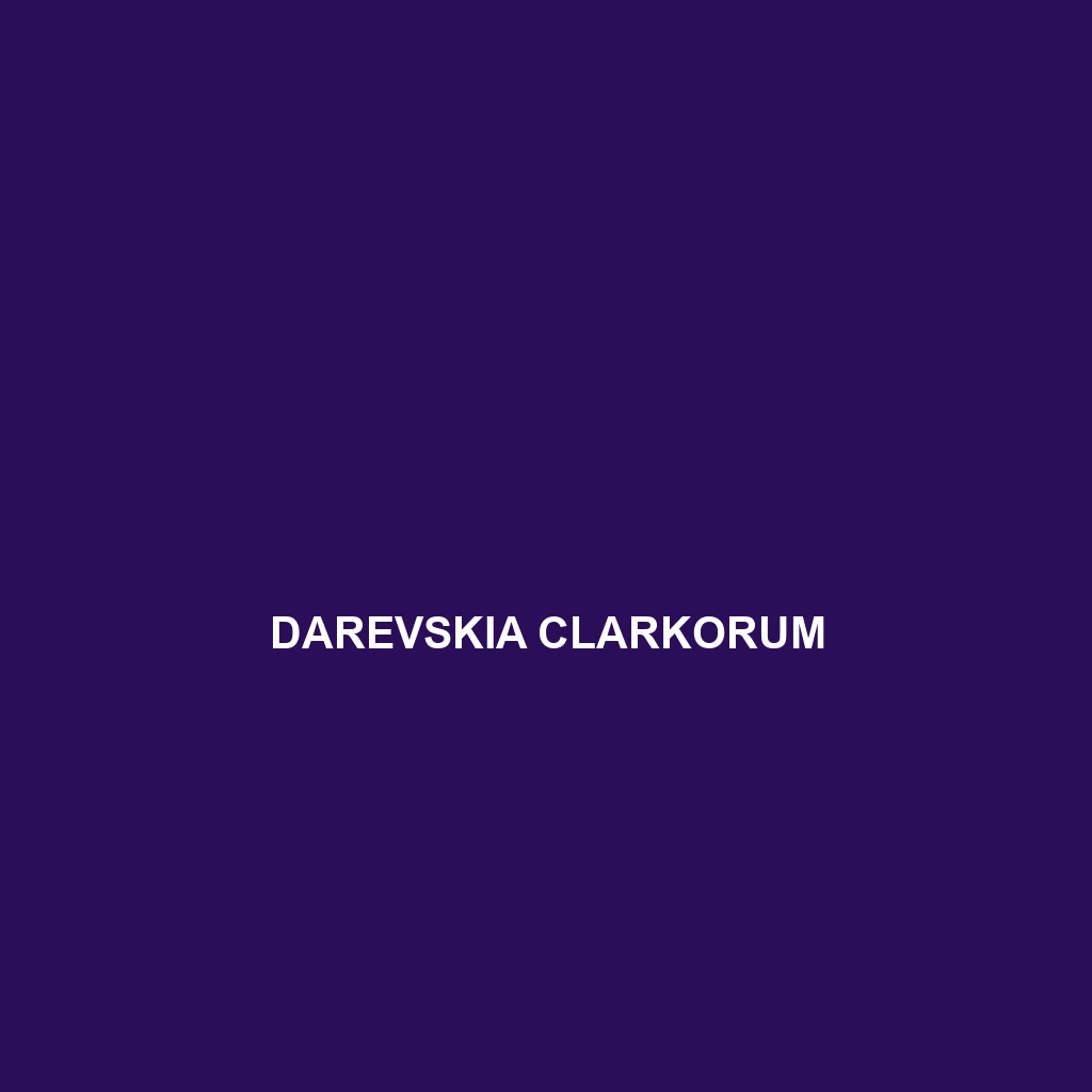 Darevskia clarkorum