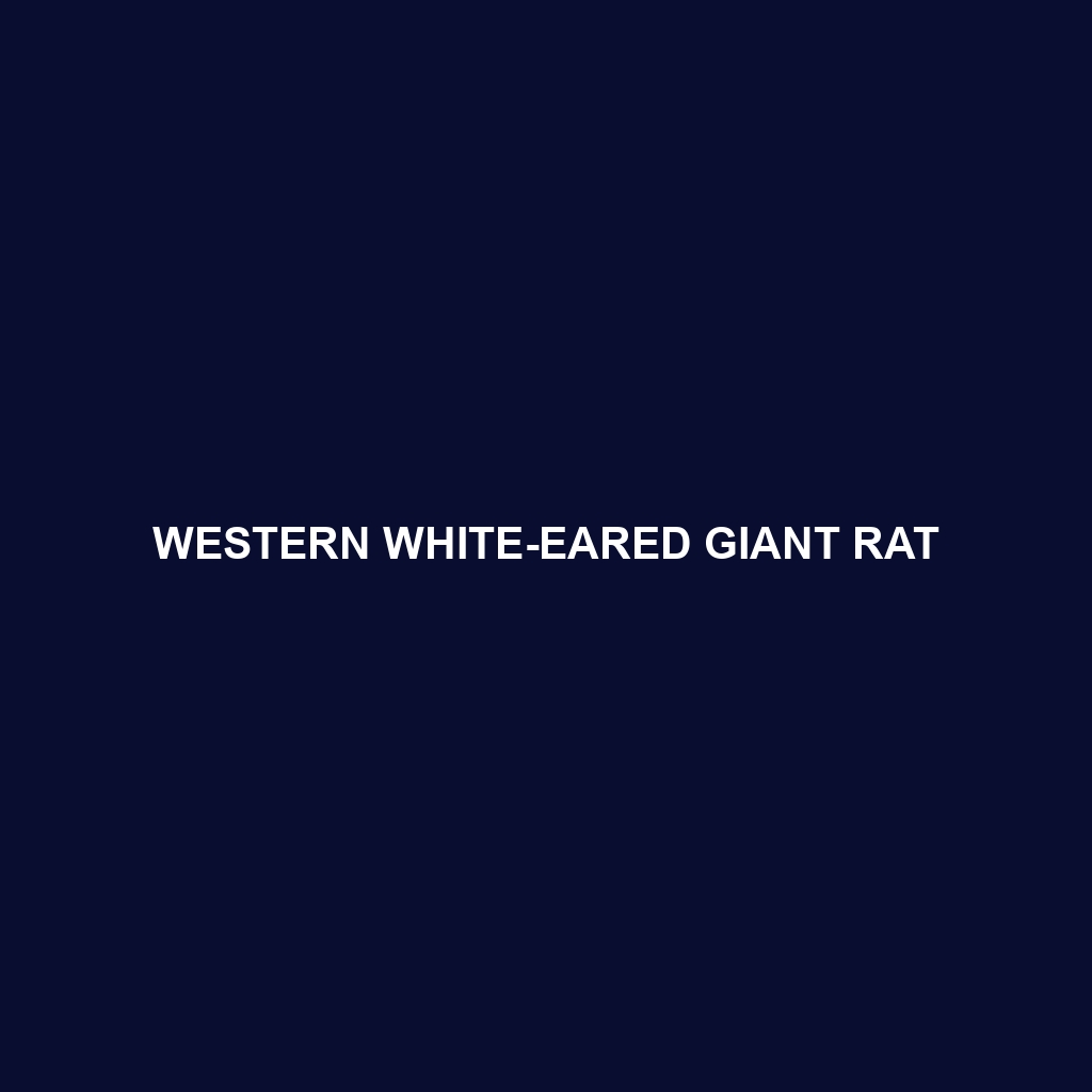 Western White-eared Giant Rat