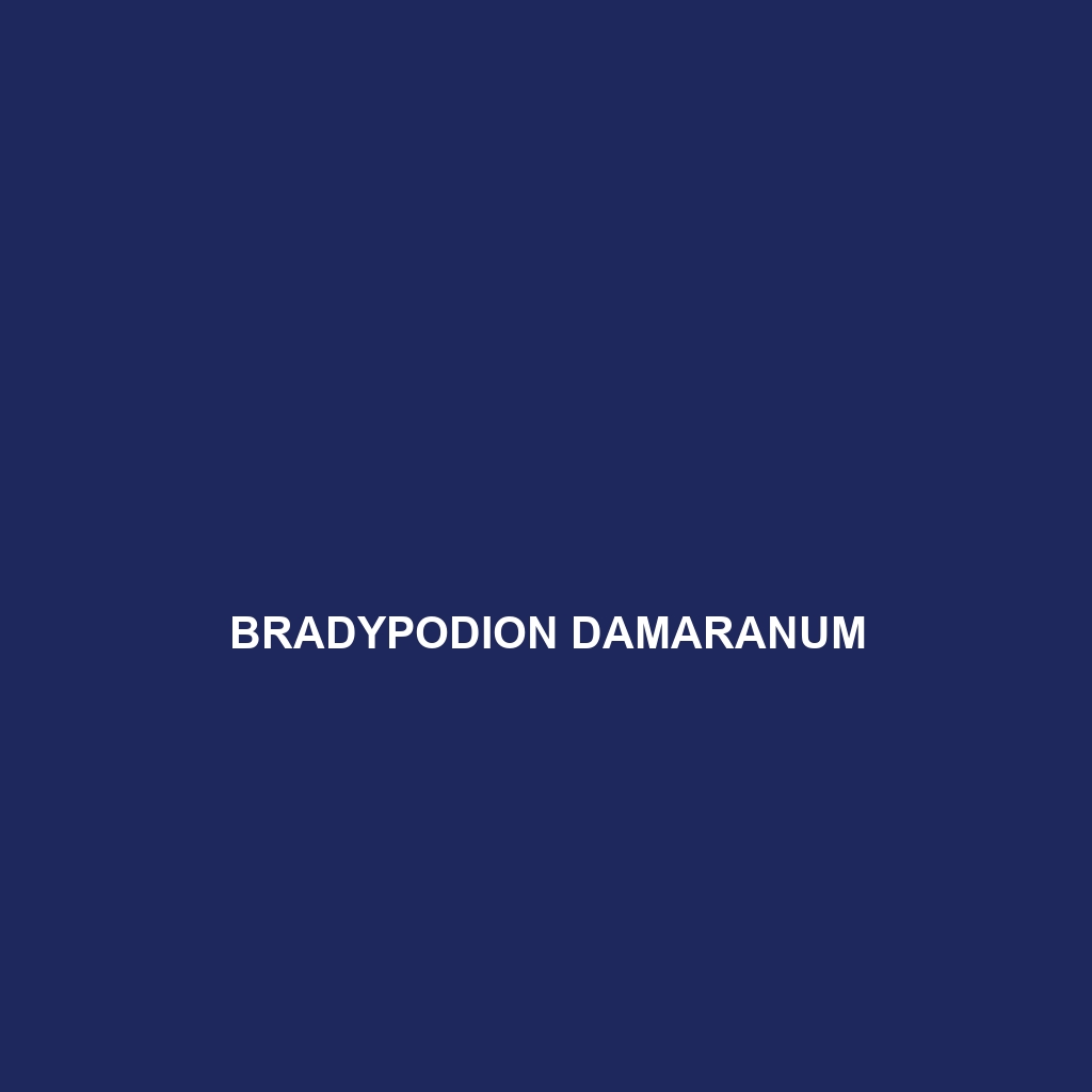 Bradypodion damaranum