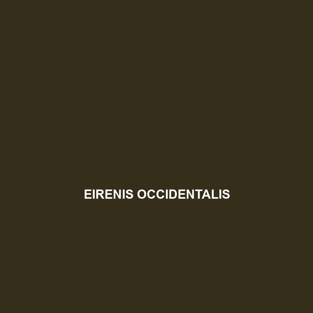 Eirenis occidentalis