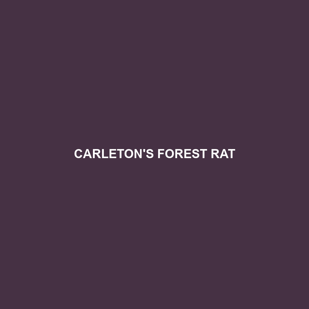 Carleton's Forest Rat