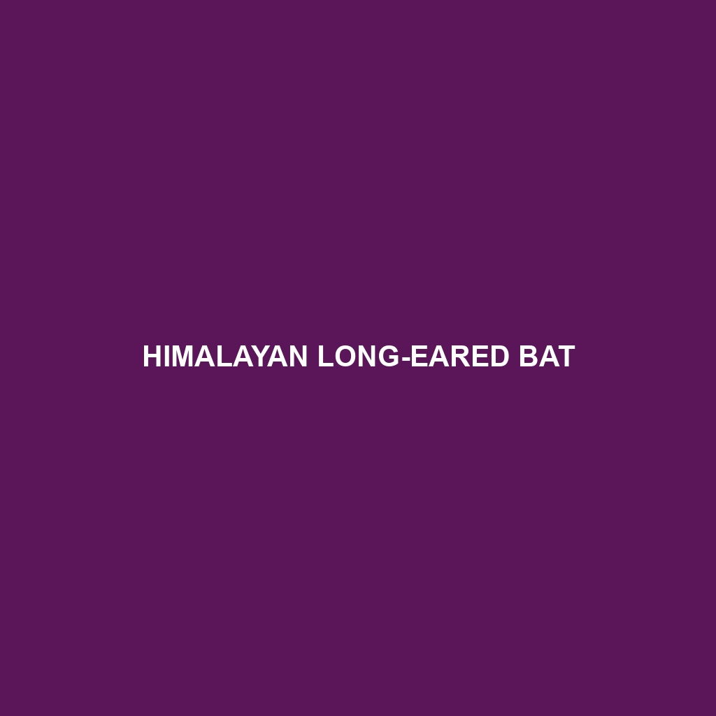 Himalayan Long-eared Bat