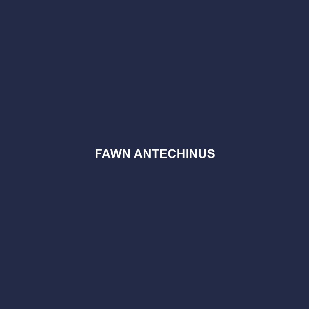 Fawn Antechinus