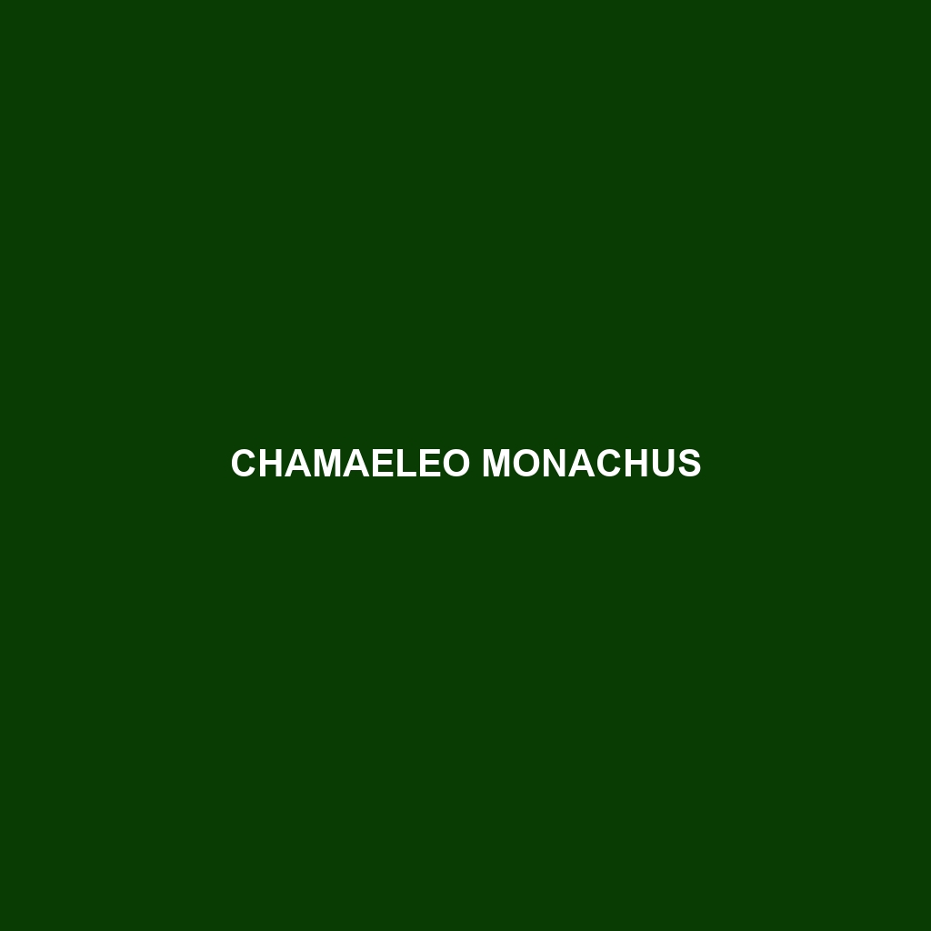 Chamaeleo monachus