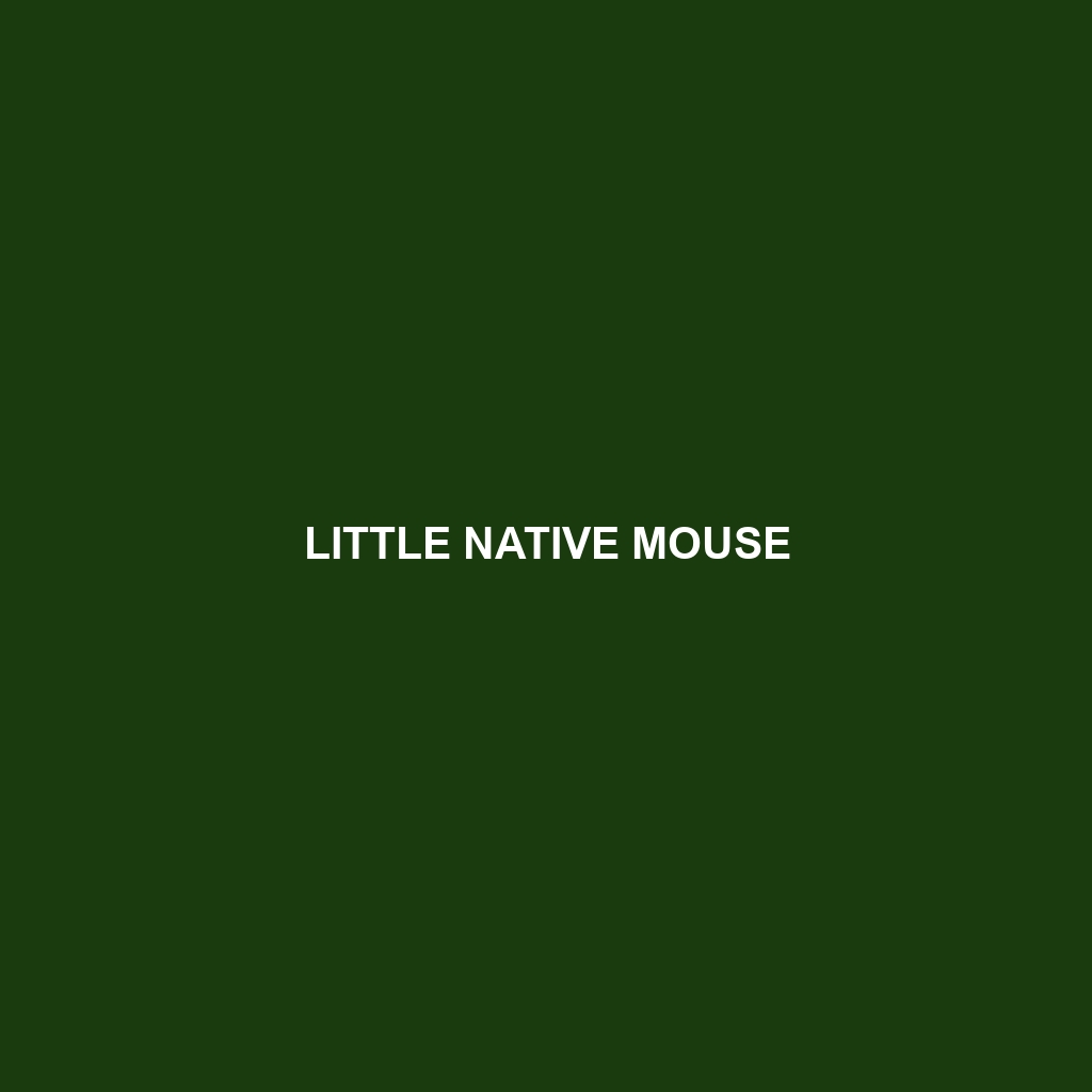 Little Native Mouse