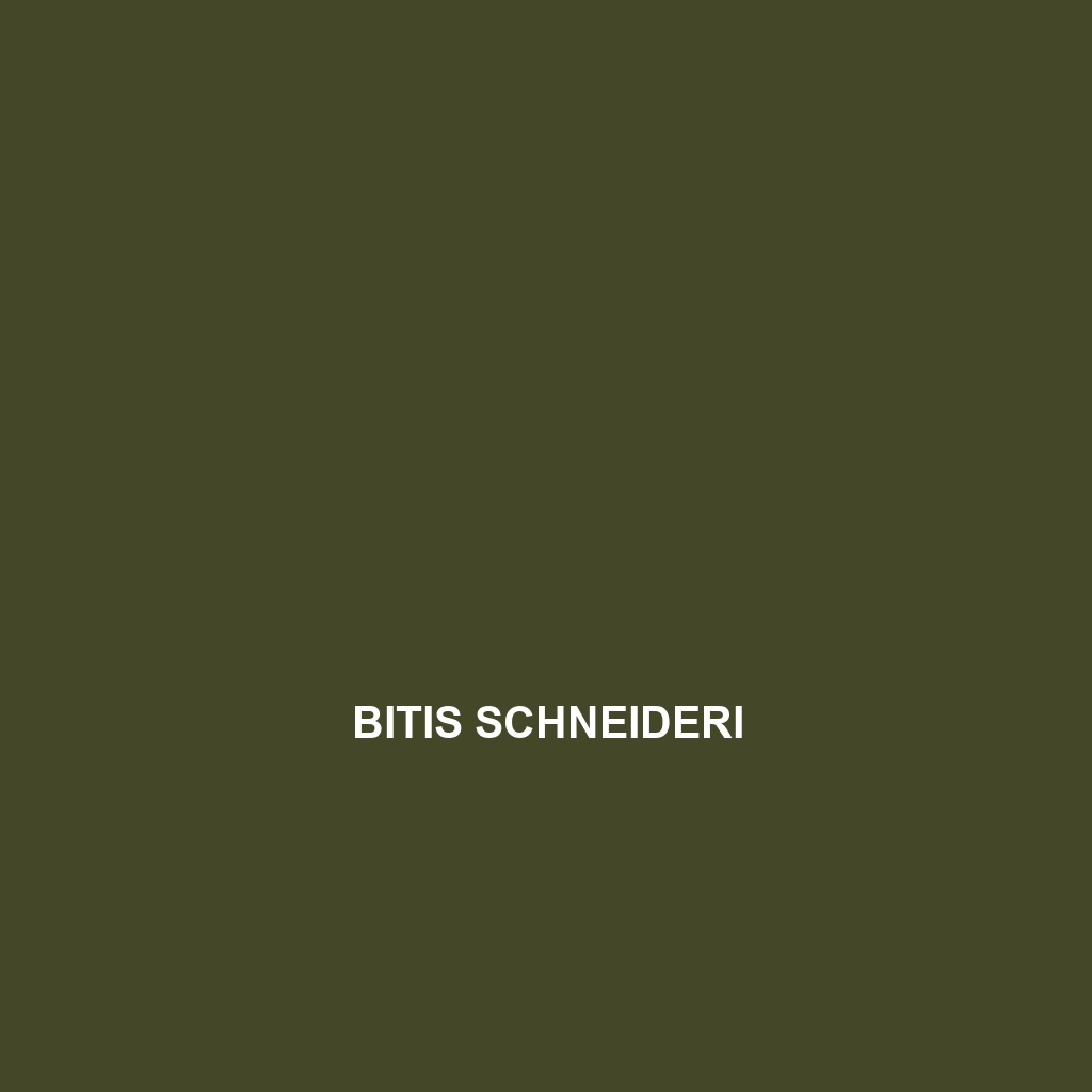 Bitis schneideri