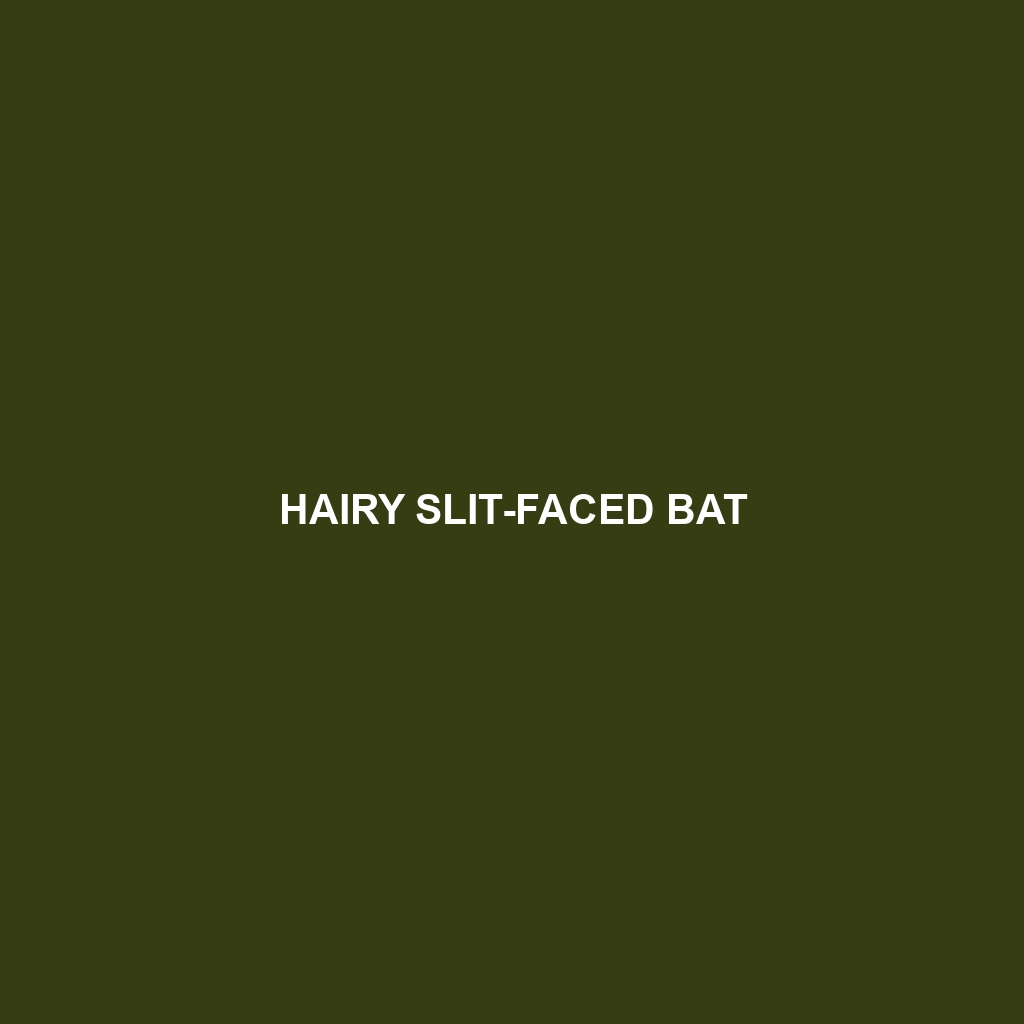 Hairy Slit-faced Bat