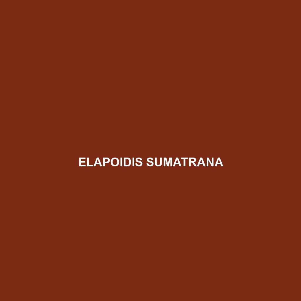 Elapoidis sumatrana