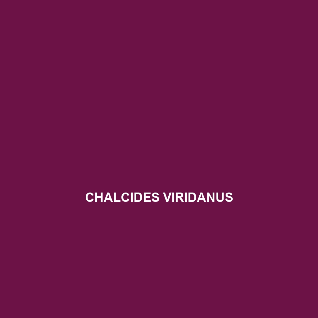 Chalcides viridanus