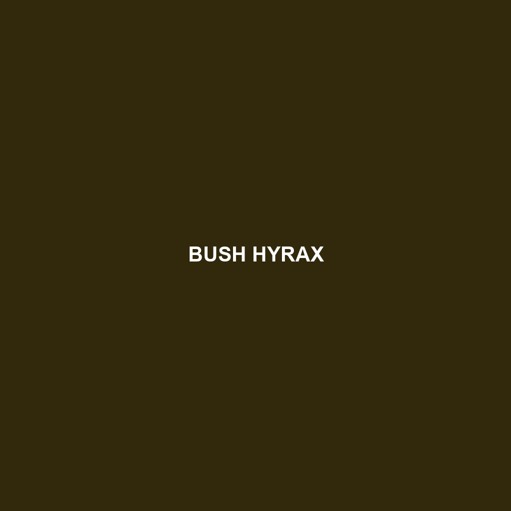 Bush Hyrax