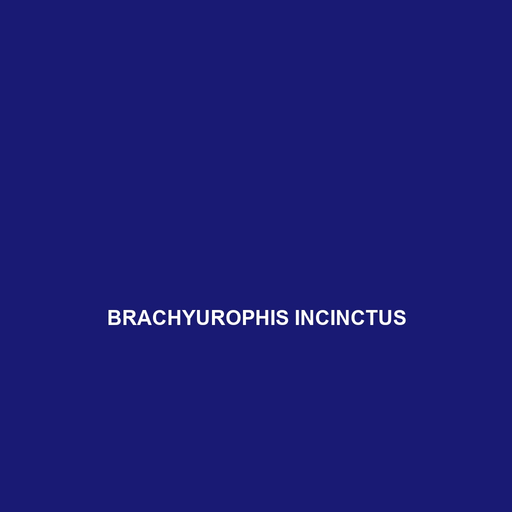 Brachyurophis incinctus