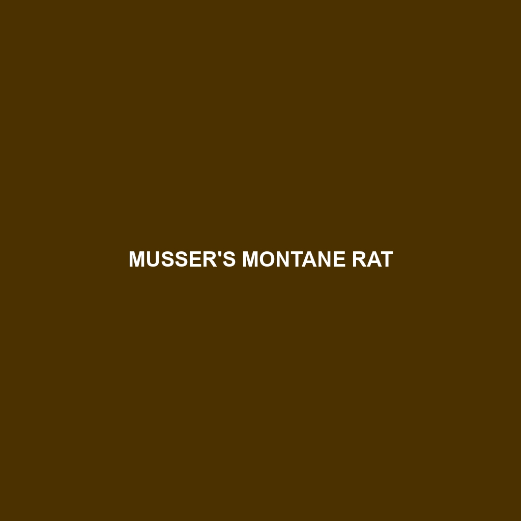 Musser's Montane Rat