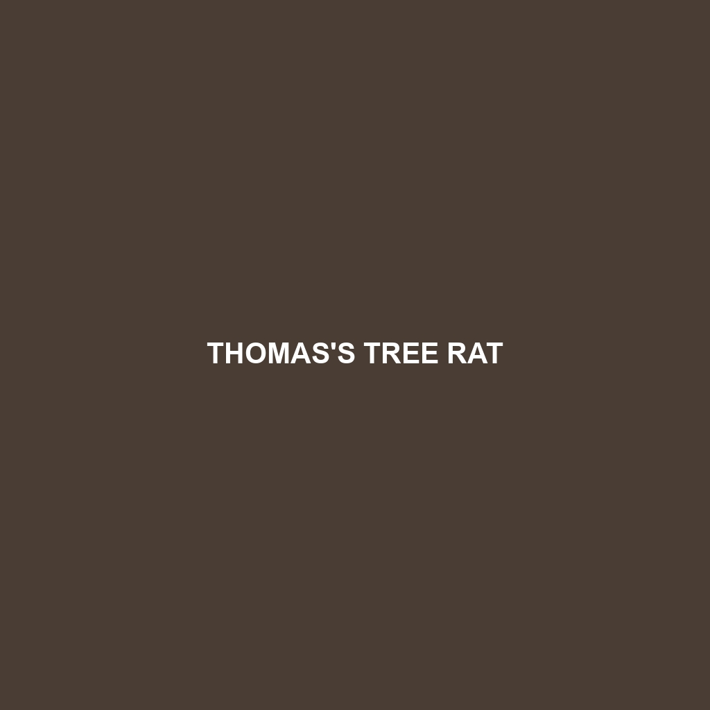 Thomas's Tree Rat