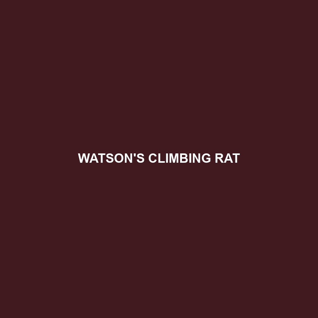 Watson's Climbing Rat